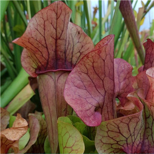 Sarracenia Hybrid H 38 Purpurea Subsp. Venosa X Oreophila (Seed)